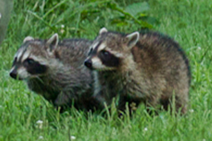 coons